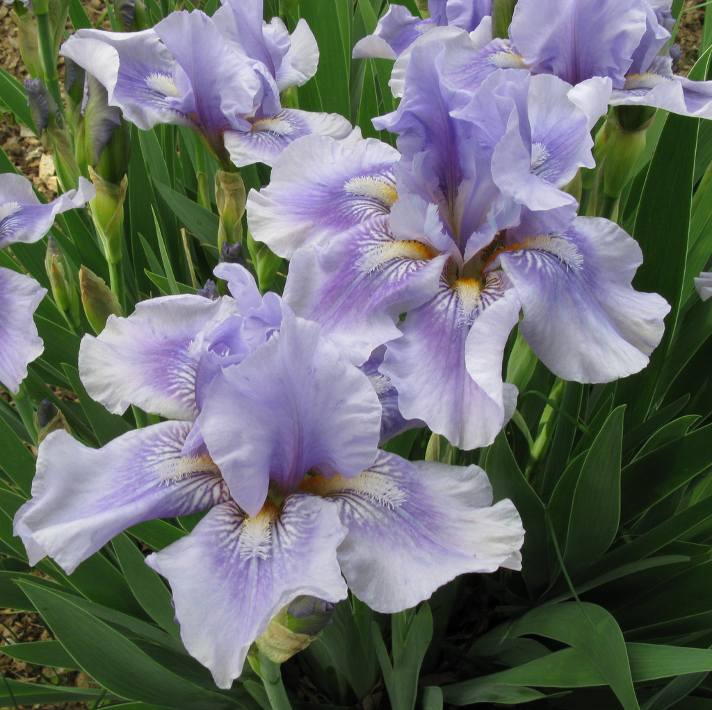 Iris germanica 'Bedtime Story'